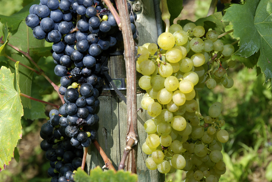 Weintrauben am Weinstock.